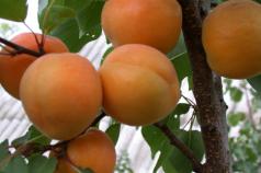 Посадка абрикоса весной, нюансы и советы Как посадить саженец абрикоса летом