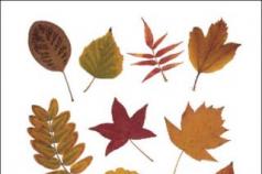 Гербарий из листьев своими руками: идеи для творчества Как сделать гербарий из листьев