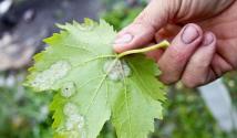На винограде мучнистая роса: как бороться и лечить урожай