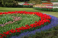 Как украсить сад бордюрными цветами Идеи бордюра для клумбы