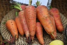Уход за морковью во время выращивания и хранения
