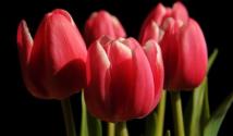 Правильная высадка луковичных растений осенью — тюльпаны, нарциссы, лилии