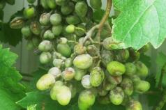 Чем обработать виноград осенью от мучнистой росы