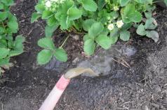 Выращивание клубники: подкормка дрожжами во время цветения Когда подкормить клубнику весной дрожжами