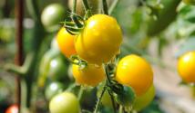 Низкорослые желтые сорта томатов