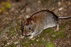 Как избавиться от мышей на участке: самый эффективный способ и метод Как уничтожить мышей в огороде